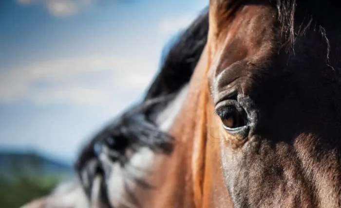 horse-1024x683-1